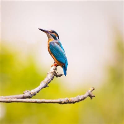 kingfisher-lake-bunyonyi-uganda