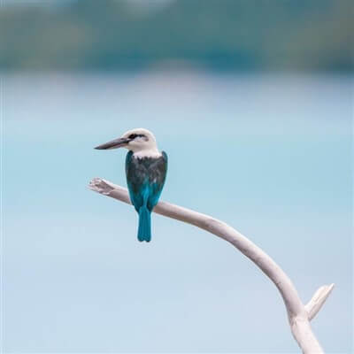 Kingfisher sitting on a branch at Lake Bunyonyi in Uganda.