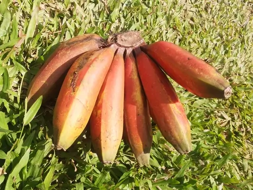 Bananas harvested at the Joeboentoe house in Uganda.