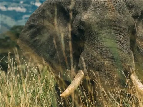 Close-up of elephant in Murchison Falls Uganda.