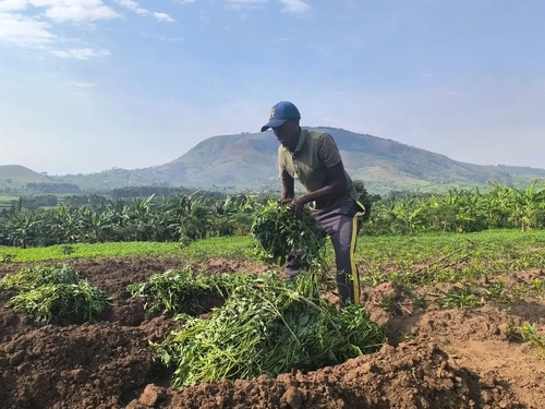 Planting the potatoes at the farm project in Uganda.