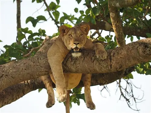 Lion resting in a tree in Ishasha National Park in Uganda.