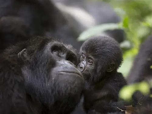 A mother and baby mountain gorilla in Bwindi National Park Uganda.