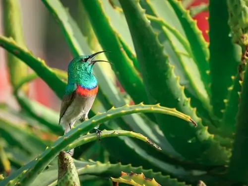 Sunbird sitting on aloe vera in garden Uganda.