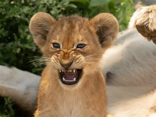 Baby lion snarling in Uganda.