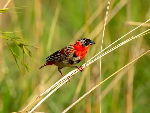 Bird in the garden of the Joeboentoe house in Uganda.