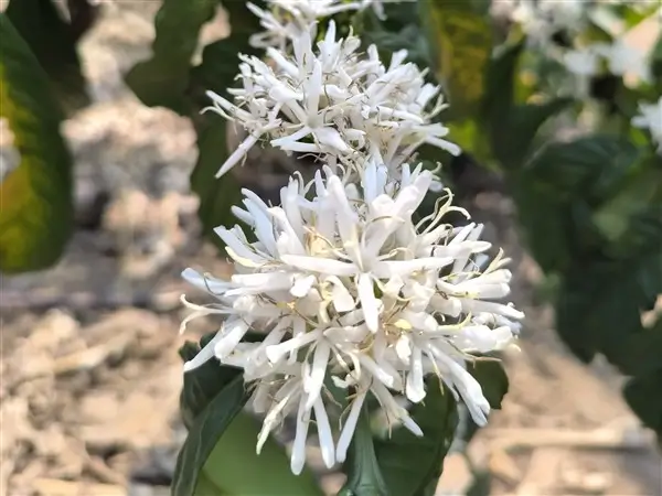 Blooming coffee at our farm project in Uganda.