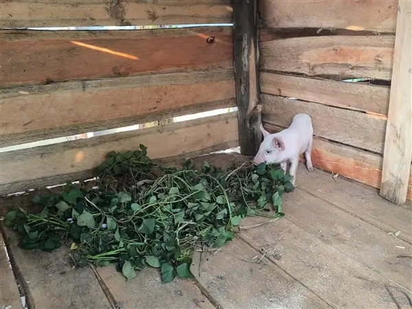 Pigs at our farm project in Uganda.
