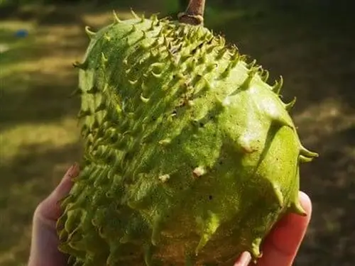 Soursop or graviola in the garden of the Joeboentoe house in Uganda.